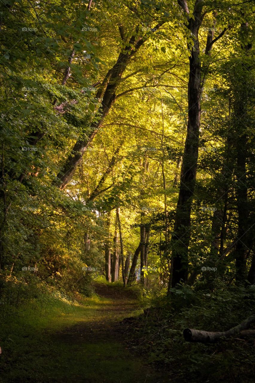 A fine path to gaze up from as the early morning sunshine finds the treetops. Tracy City, Tennessee. 