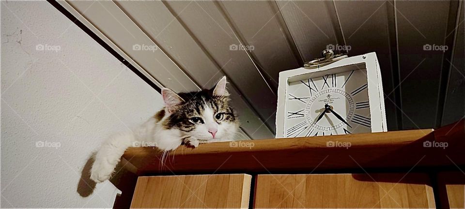 This is “Roukey”, the tomcat hiding next to the alarm clock on top of a tall cabinet close to the ceiling in the beautiful house in “Bavaria”, Germany he lives in with two dedicated loving humans and his sister “Linda”. 2023. Hypnotic Productions