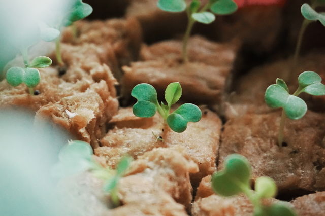 A group of little plants, they're ready to grow up.