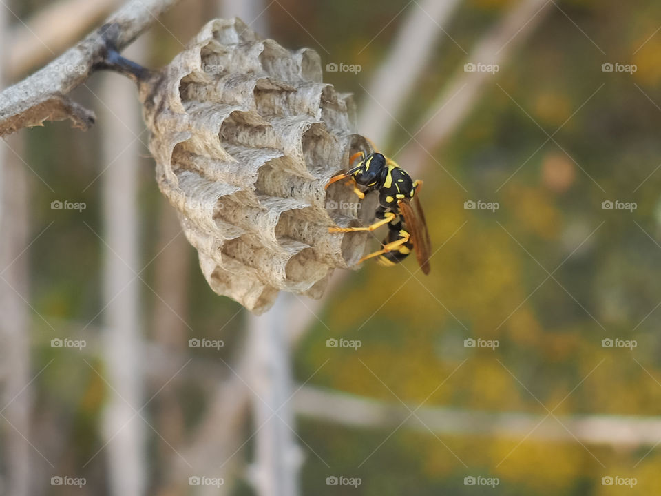 Wasp nest