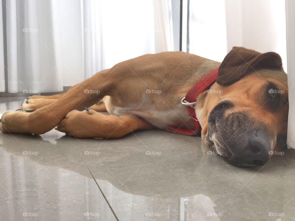 Dumbo. Taking a Rest