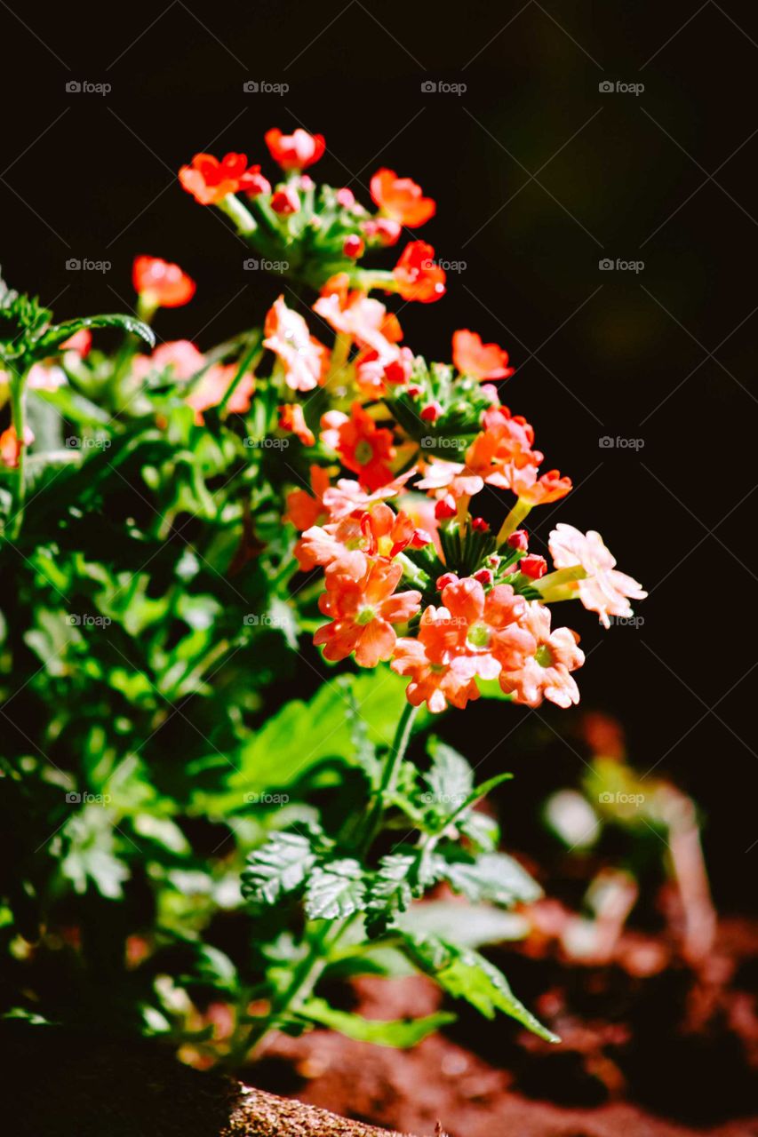 Beautiful little orange flowers on a garden, with little droplets of water on the petals.