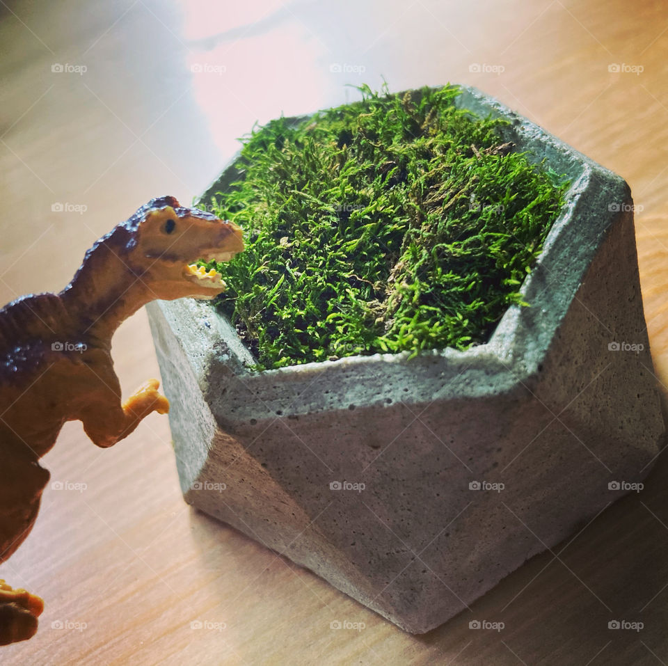 Dinosaur eating moss pod