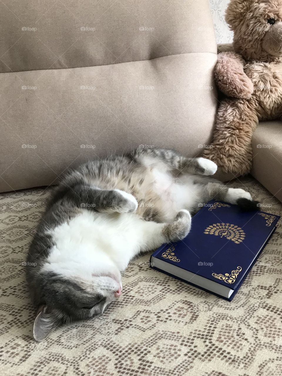 Cat and book 