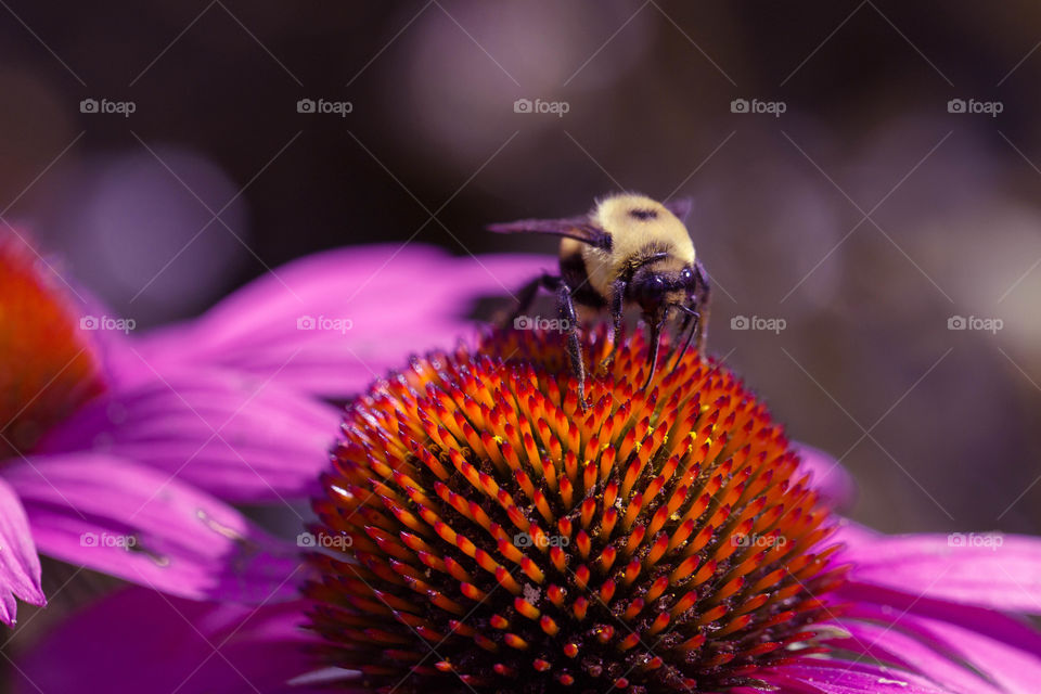 Close-up of honey bee sitting on a blossom