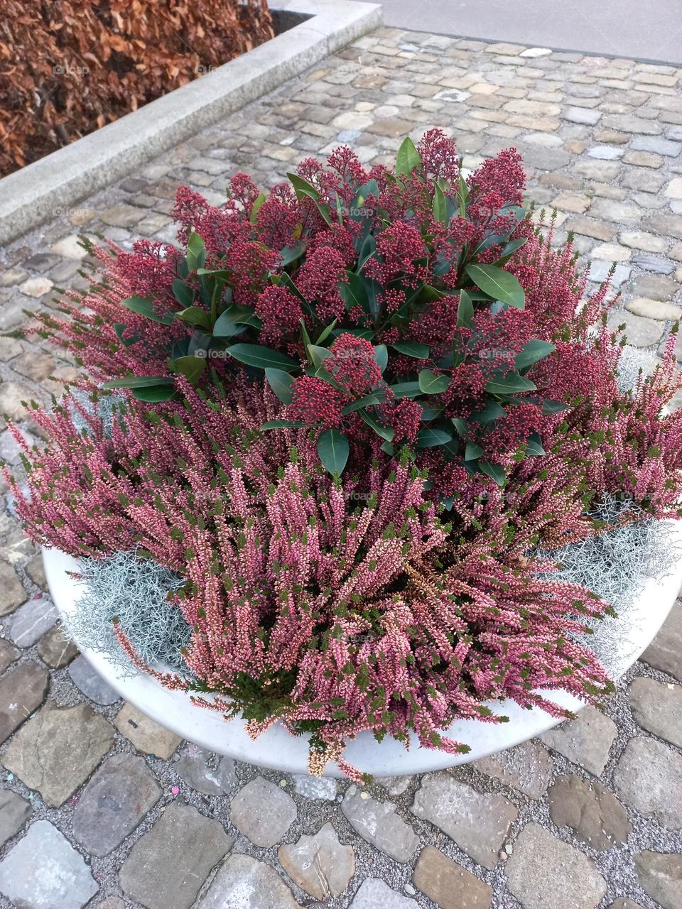 A Primavera é conhecida como a estação das flores. É quando ocorre o florescimento de várias espécies de plantas, colorindo a Natureza