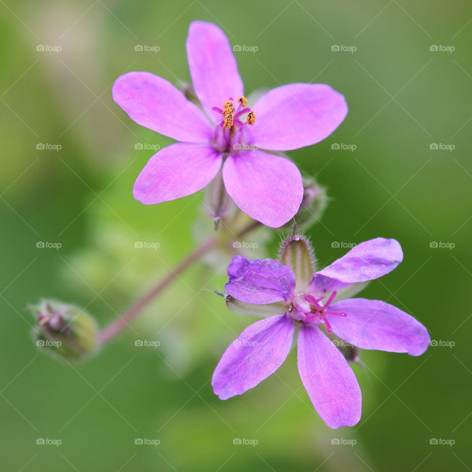 Macro outside pure nature