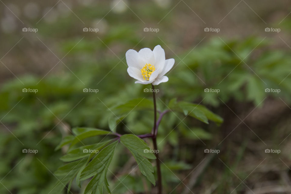 Flower close up