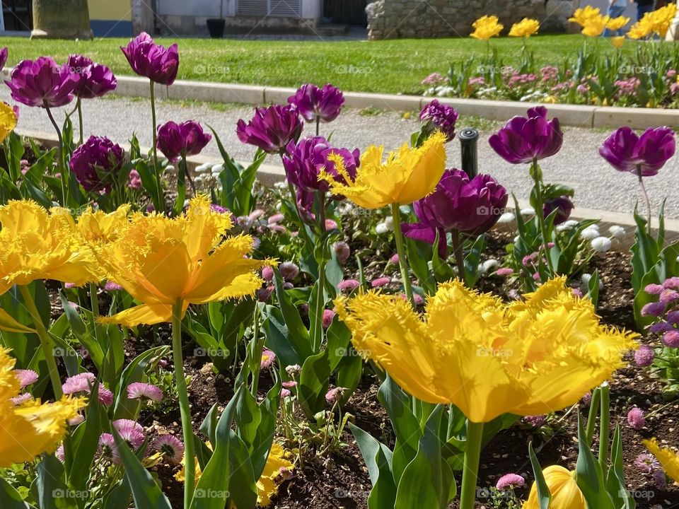 Yellow and purple flowers blooming on a lovely spring day.