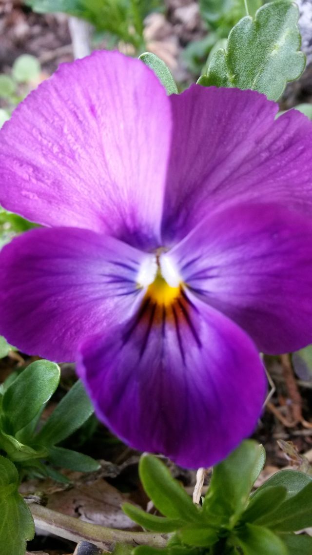 my pansies 