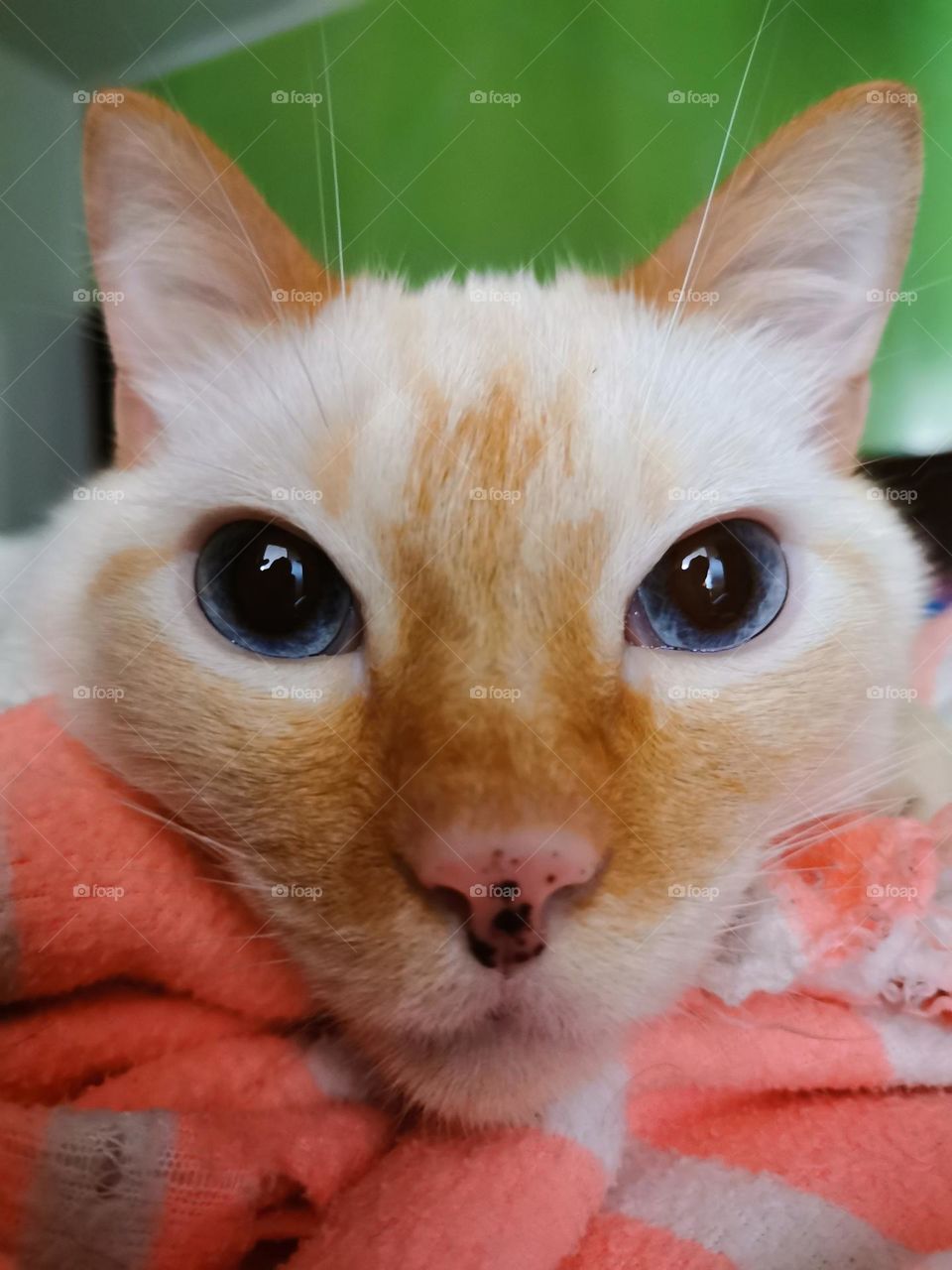 A pink cat and it’s freckles 