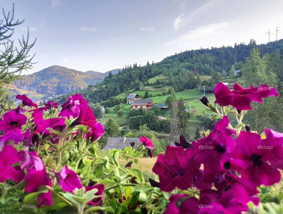 Природа лес цветы горы