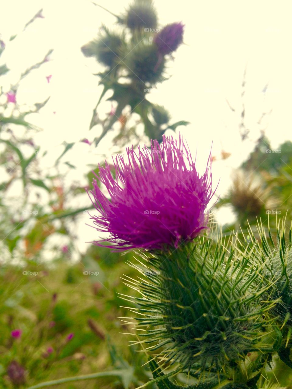 Thistle prickly plant amongst the shrubbery