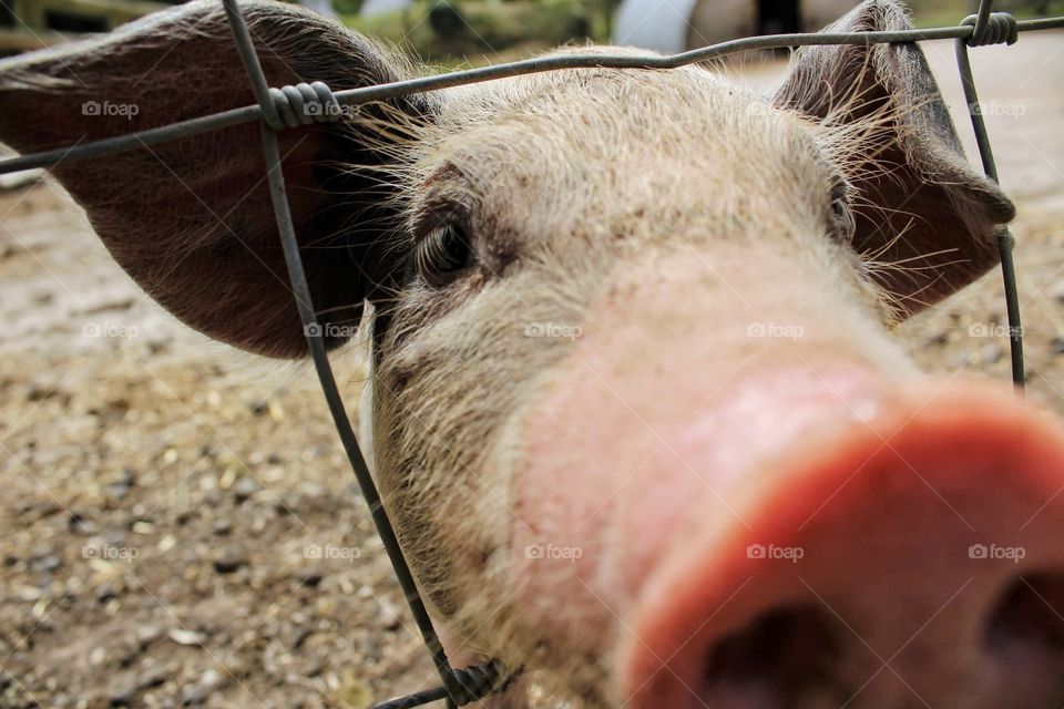 Piglet poking about through wire fence, very close to camera