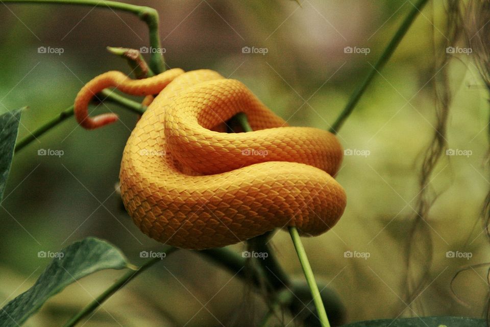 Pit viper on twig