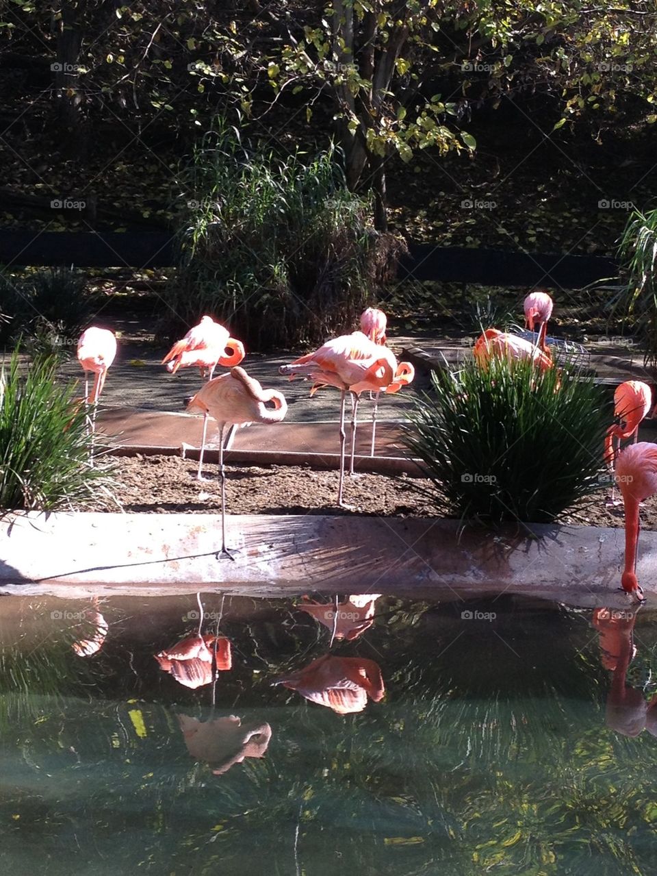 Flamingoes