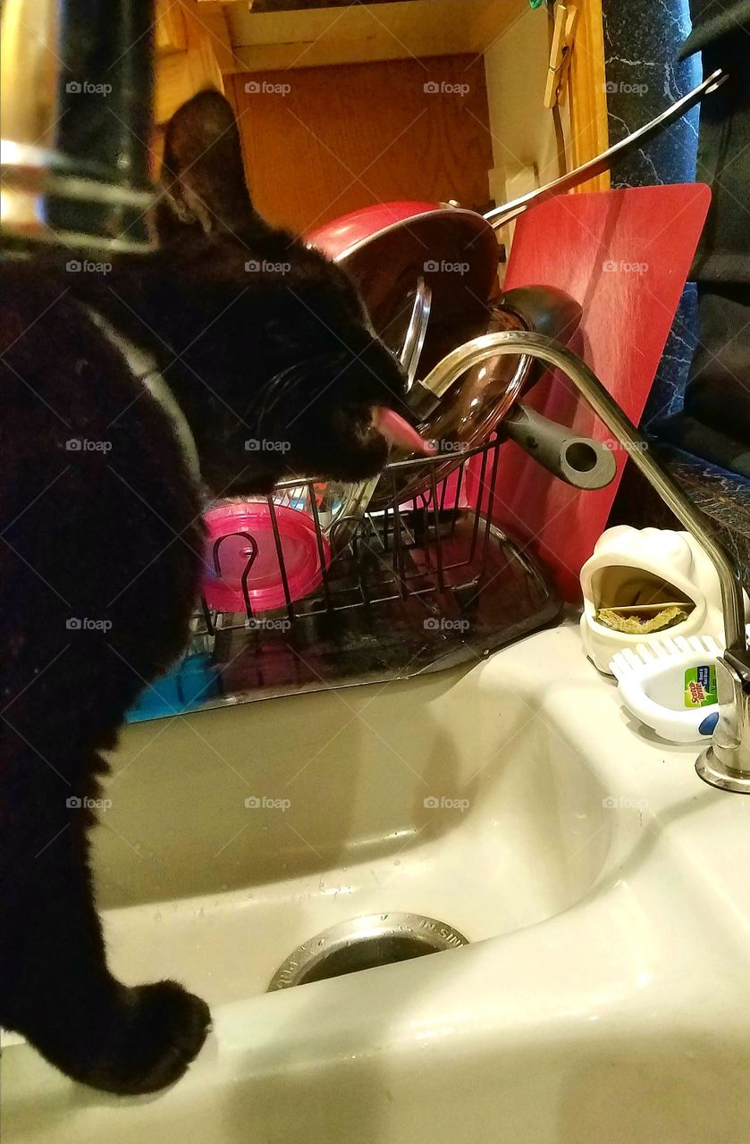 Black cat licking from sink water spout for drink, pink tongue sticking out as she licks. Shes standing in the sink with the dishes all around her🐾