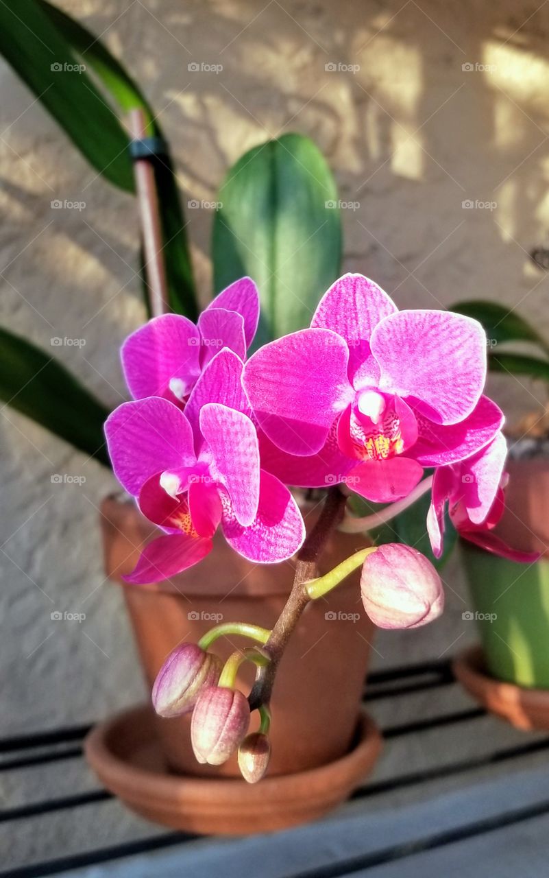 Orchids