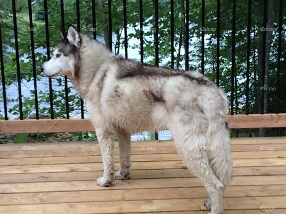 Siberian husky 