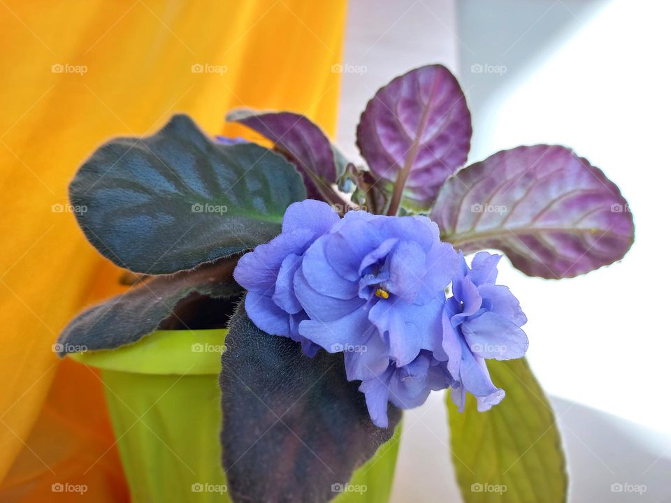 purple violet blooming in a pot.