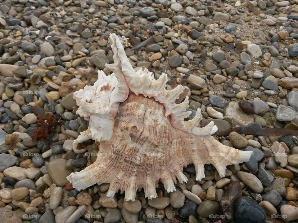 close up of seashell in front of the sea