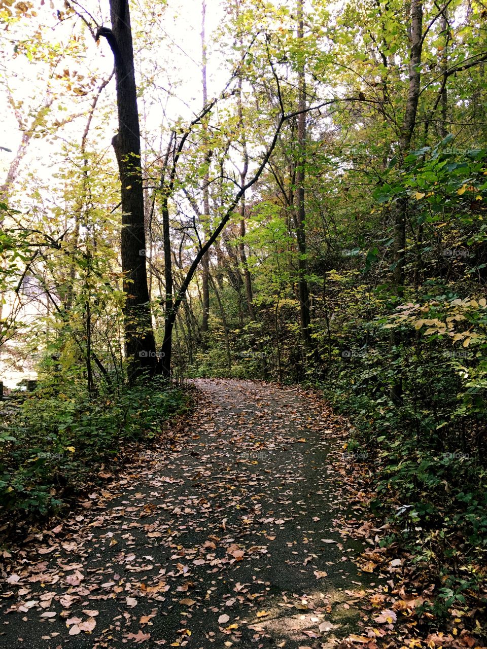 Spring trail in fall