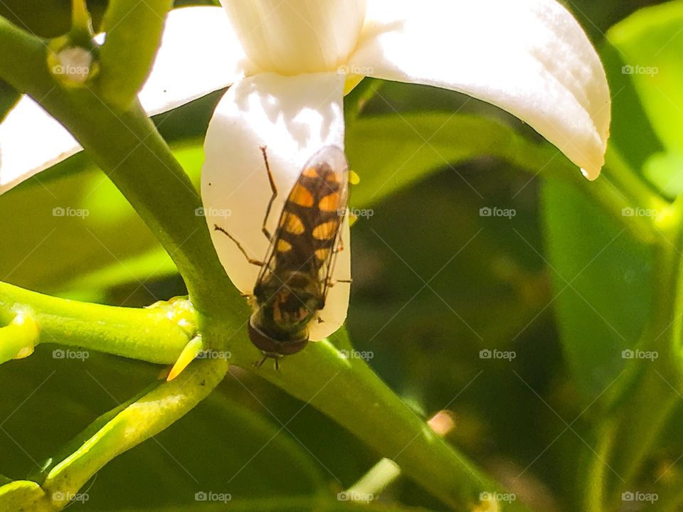 Close-up of bee pollinating flower