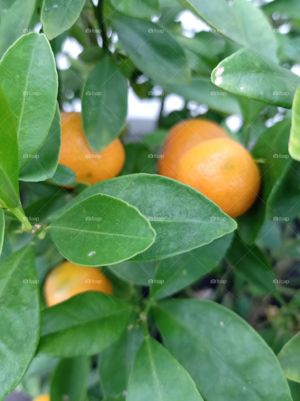 Orange tree