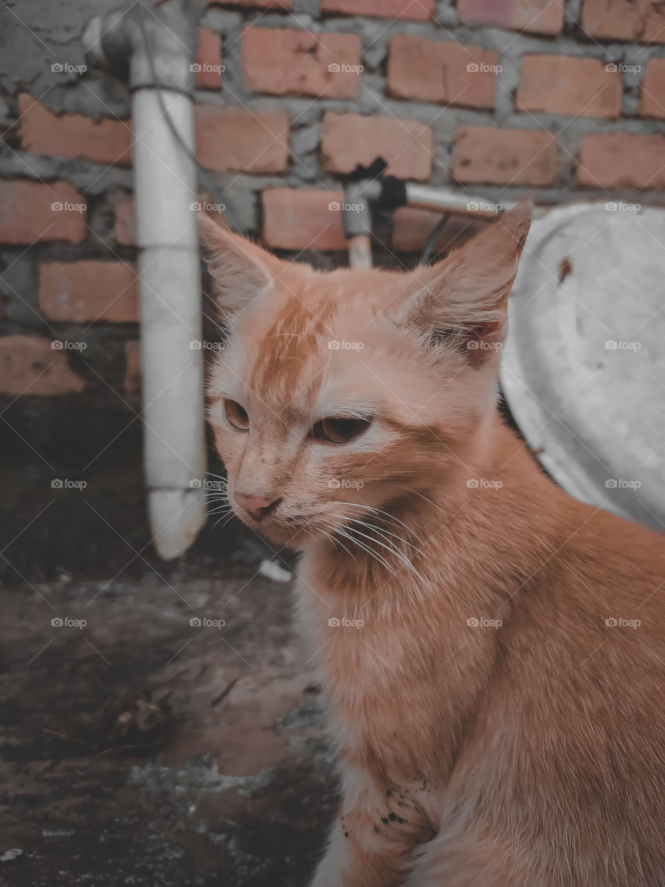portrait of an orange cat against a brick wall