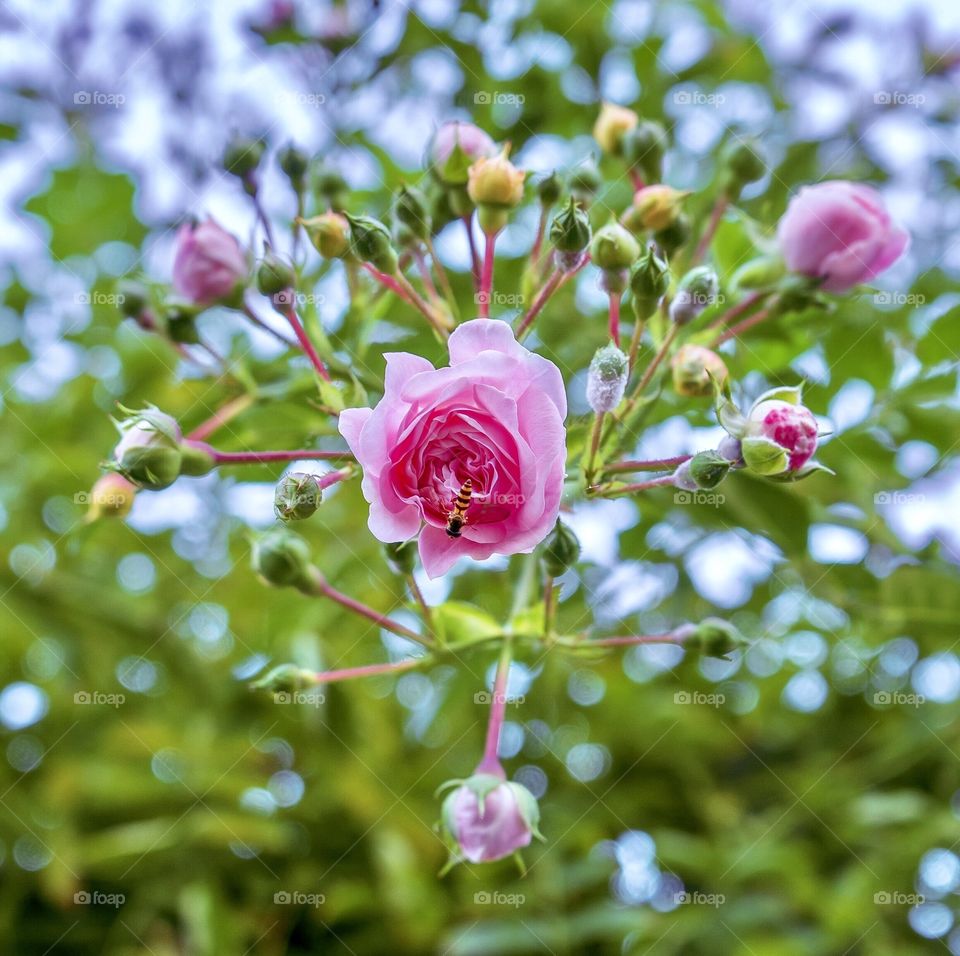 Tea rose bush with flowers, buds and a bug