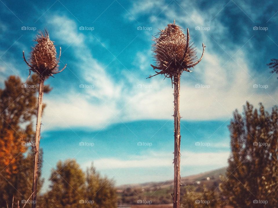 dry thistle against the background of the blue sky