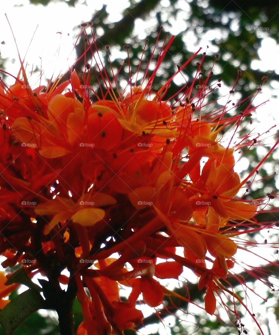 naturelove, beautiful flowers, orange colour