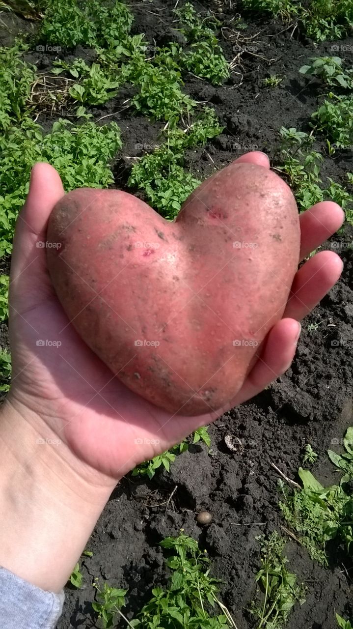 potato