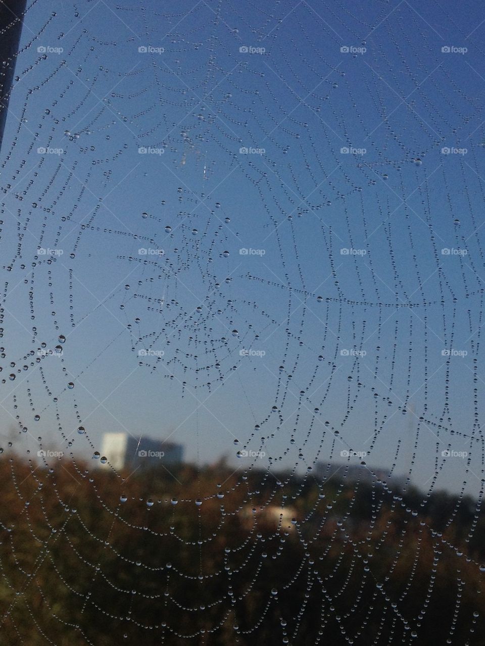 Moring dew on à spiders web