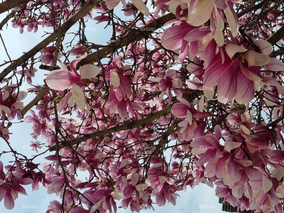 magnolia