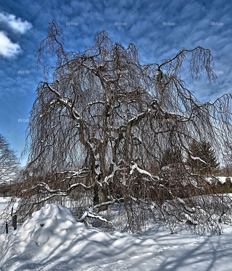 Winter Ice