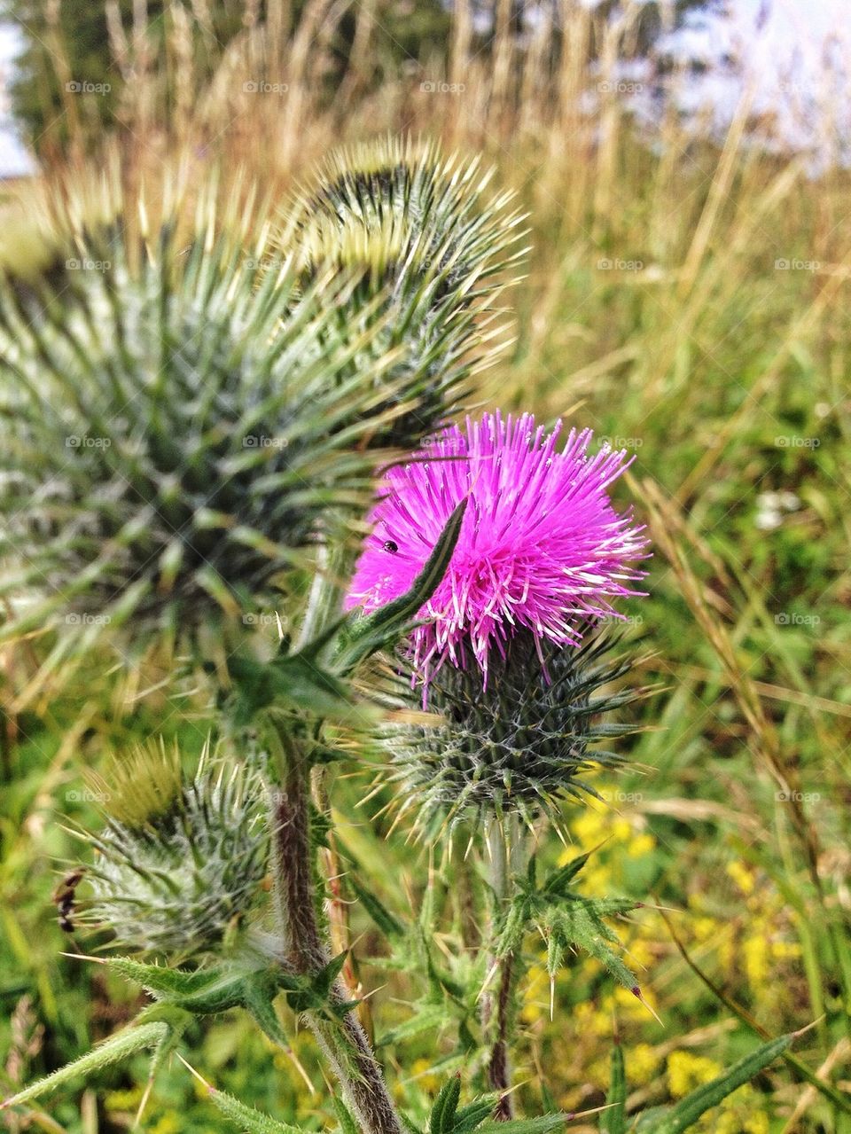 Close-up of thistle flower