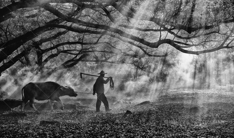 Farmer with hoe and buffalo on a countryside