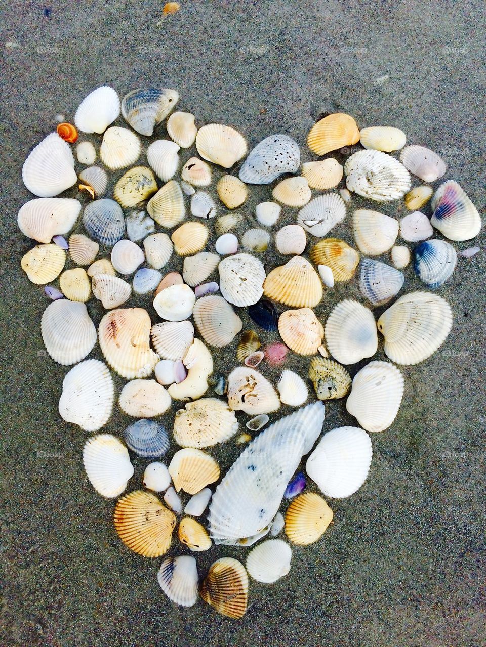 Heart of shells