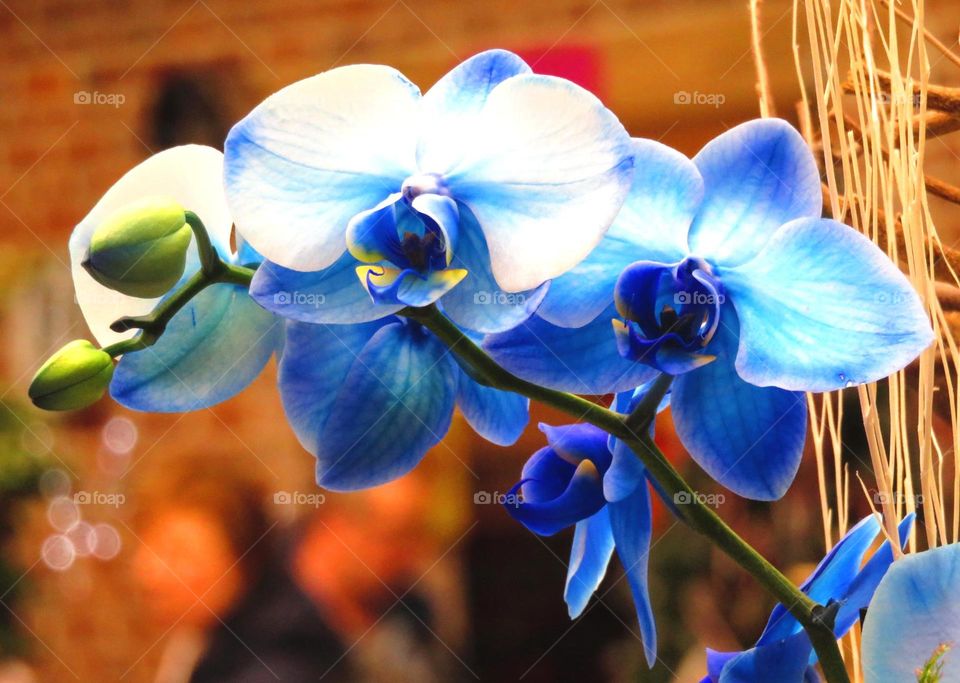 Indigo orchid