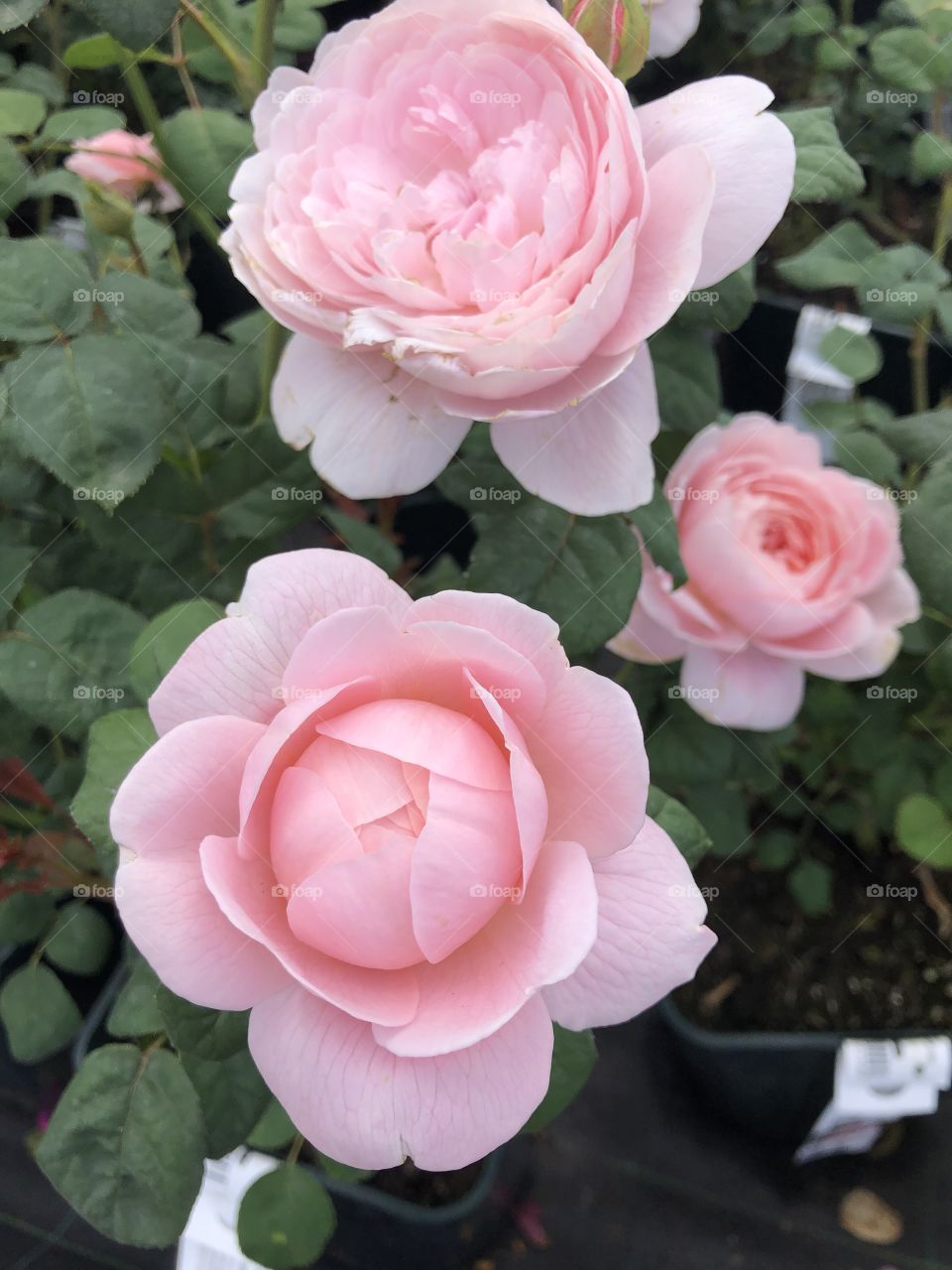 Pink roses