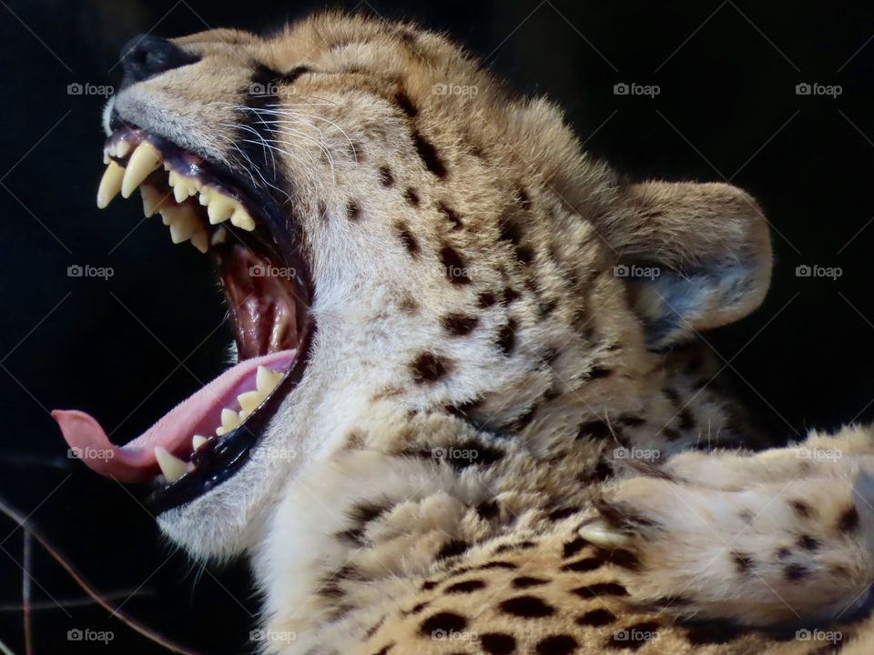 Cheetah yawning.