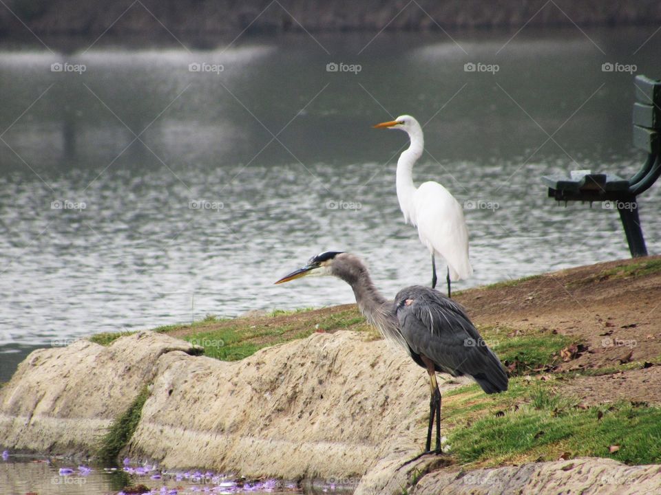 Great blue Heron with a great White Egret in the background at Fairmount Park Riverside California 