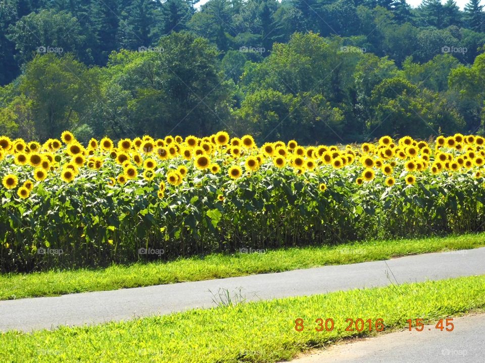 Rows of Sunflowers 