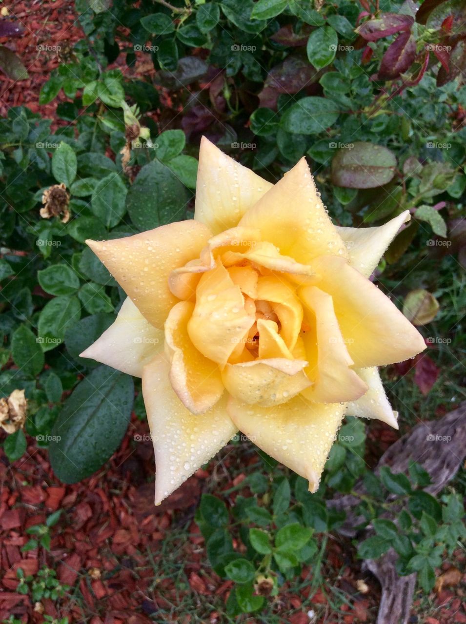 Yellow Rose of Texas - sprinkled with raindrops 