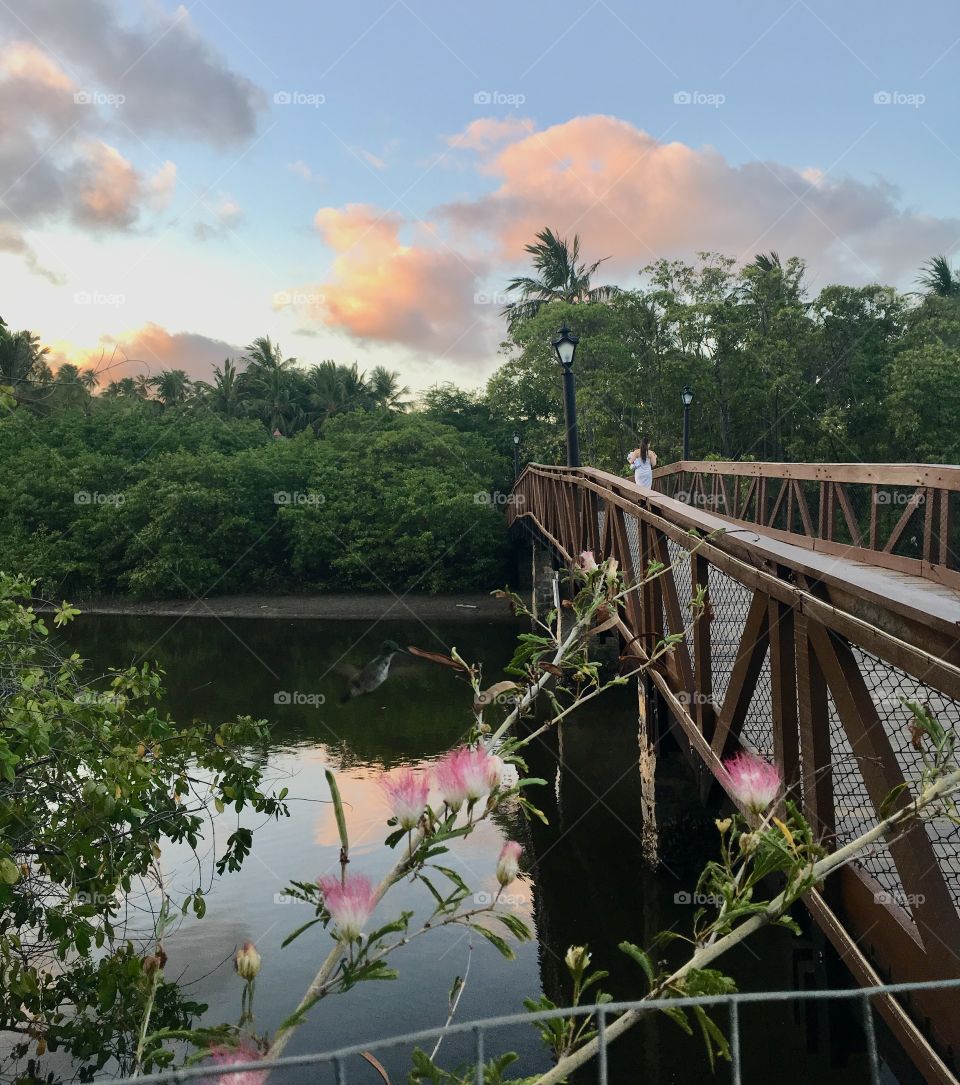 Um beija flor em ação. Cadê ele? Passeio maravilhoso à cidade de Maragogi, um paraíso no estado de Alagoas, litoral do Nordeste do Brasil. 