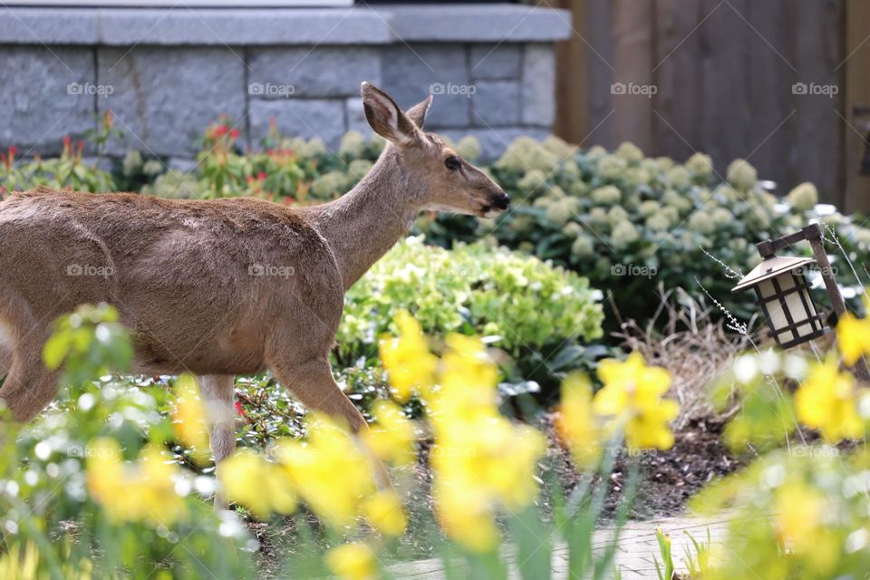 Deer crossing in the yard