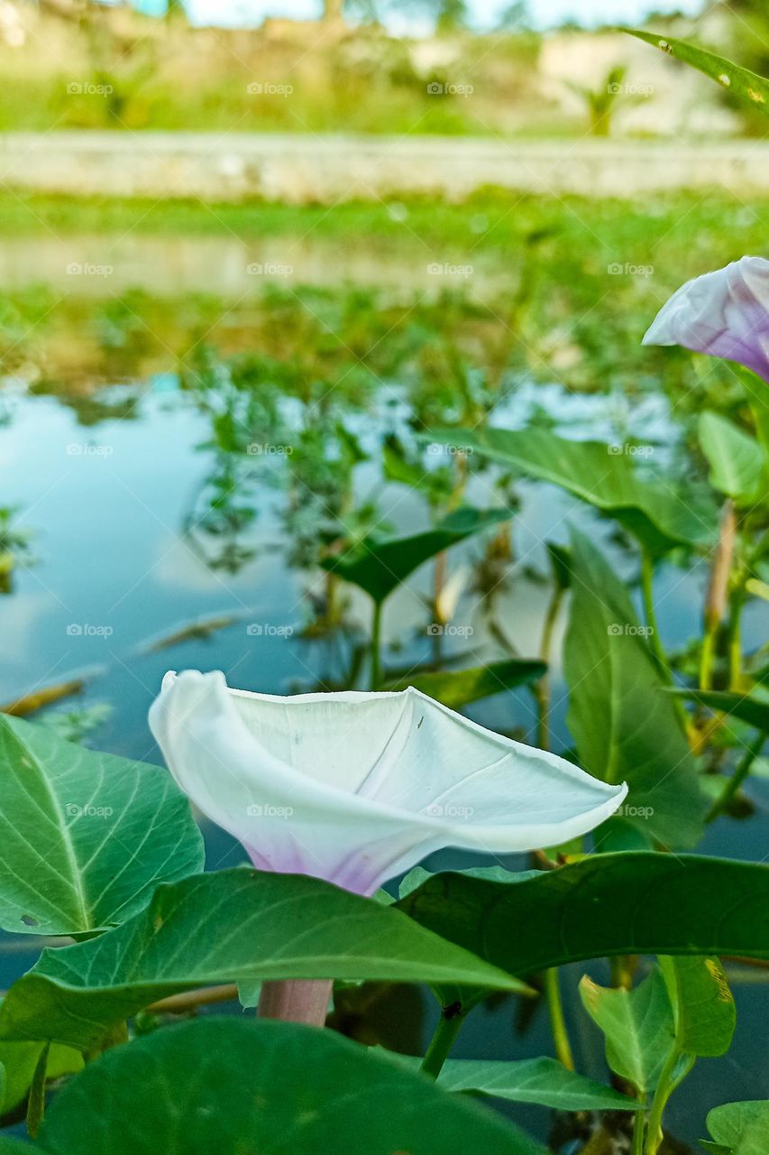 Flowers grow blooming on the edge of the swamp in close-up angle view