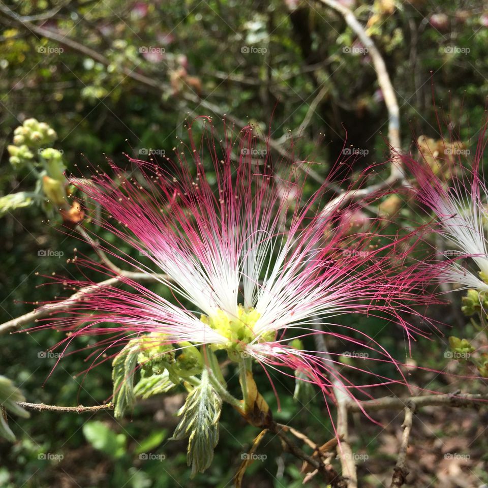 Flor de Mimosaceae  interior de São Paulo Brasil