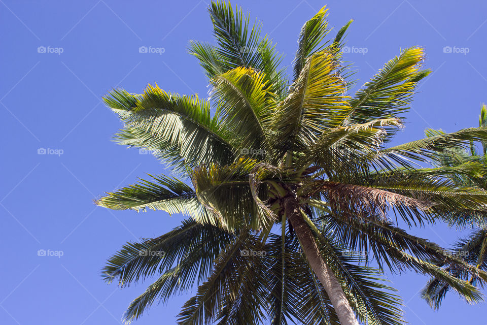 Coconut Tree